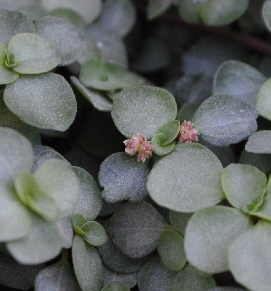 Изображение особи Pilea glaucophylla.