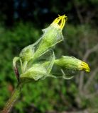 Senecio nemorensis