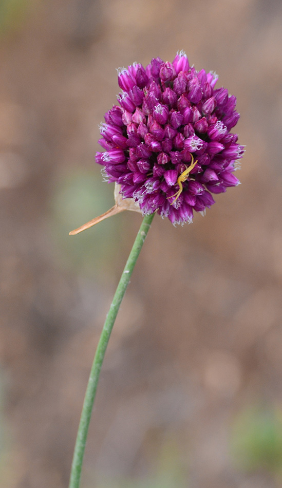 Image of Allium rotundum specimen.