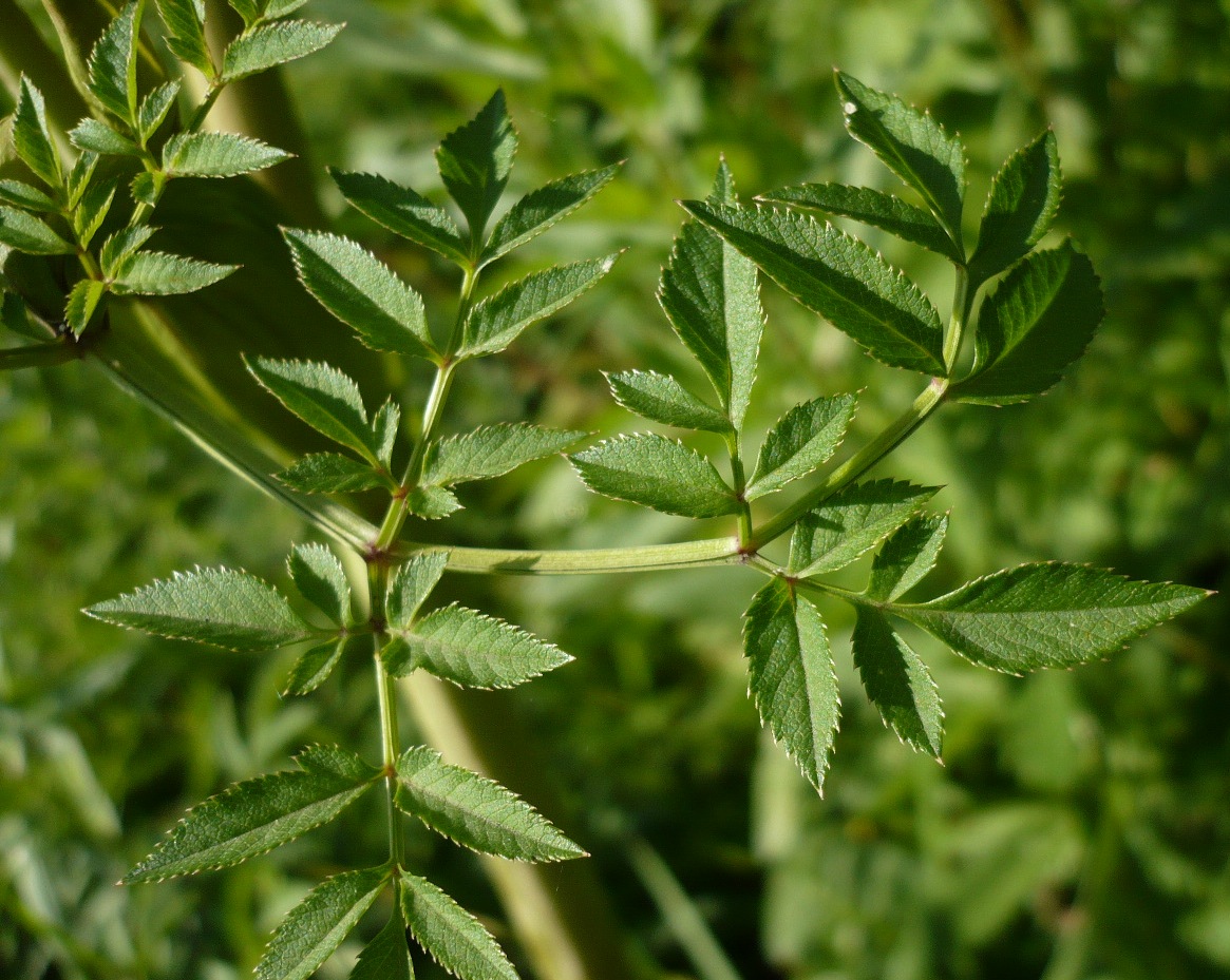 Image of Angelica sylvestris specimen.