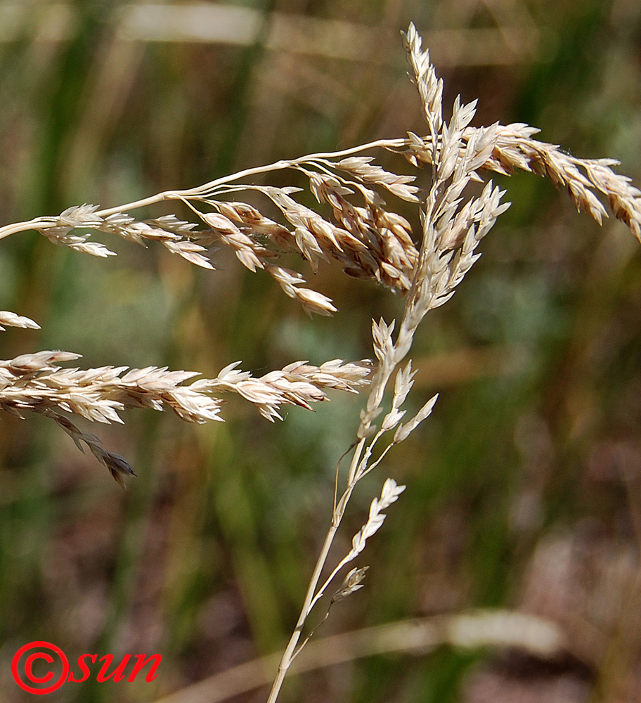 Изображение особи Festuca pratensis.