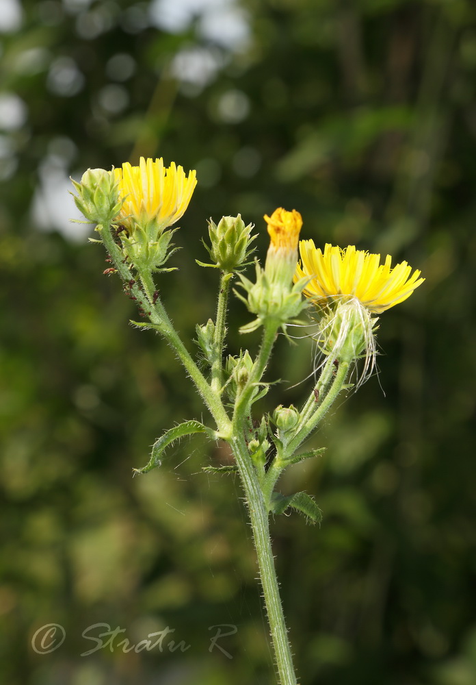 Image of Picris hieracioides specimen.