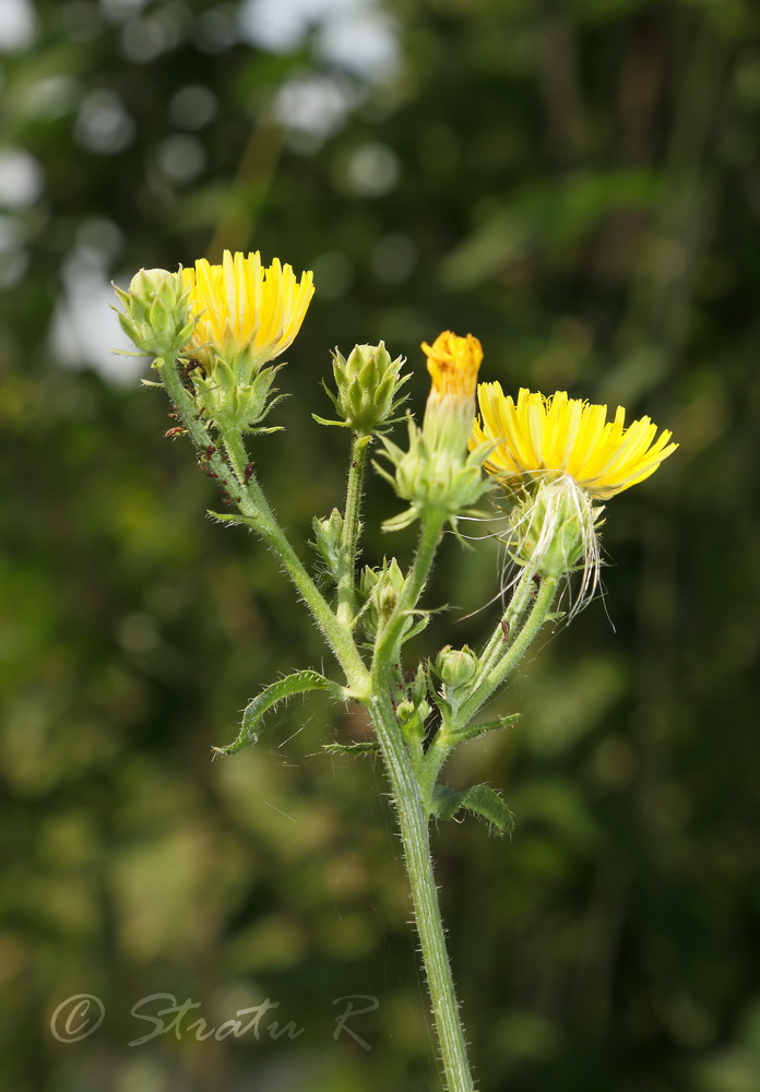 Image of Picris hieracioides specimen.