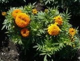 Tagetes erecta