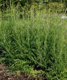 Sanguisorba tenuifolia