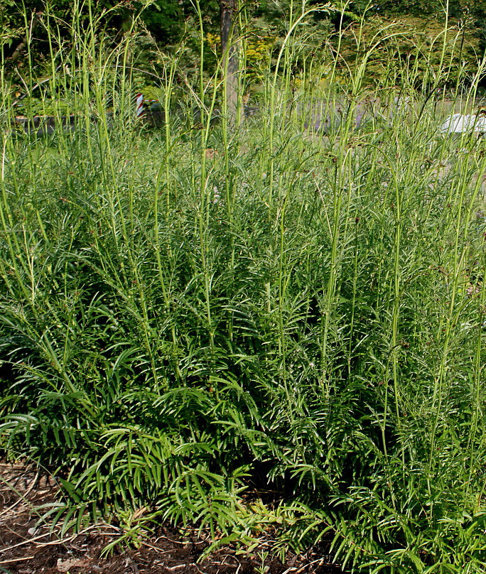 Image of Sanguisorba tenuifolia specimen.