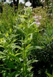 Phlox paniculata