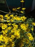 Anthemis tinctoria