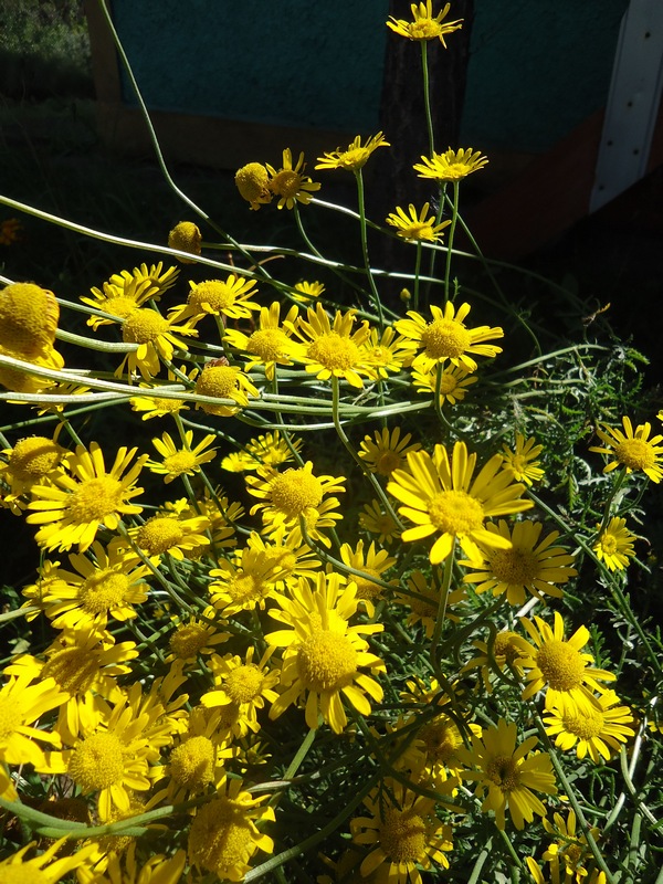 Image of Anthemis tinctoria specimen.