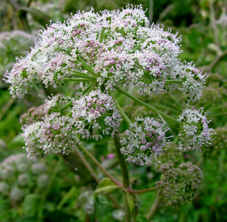Image of Angelica pachyptera specimen.