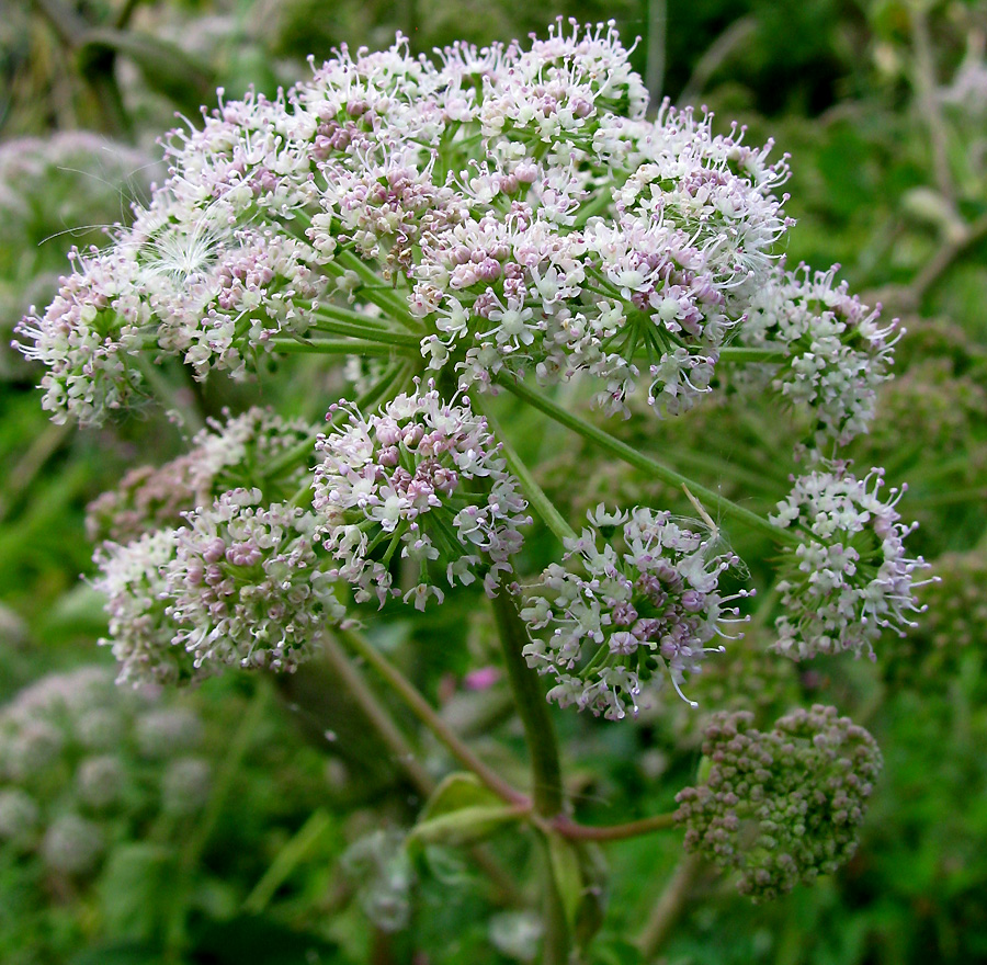 Изображение особи Angelica pachyptera.