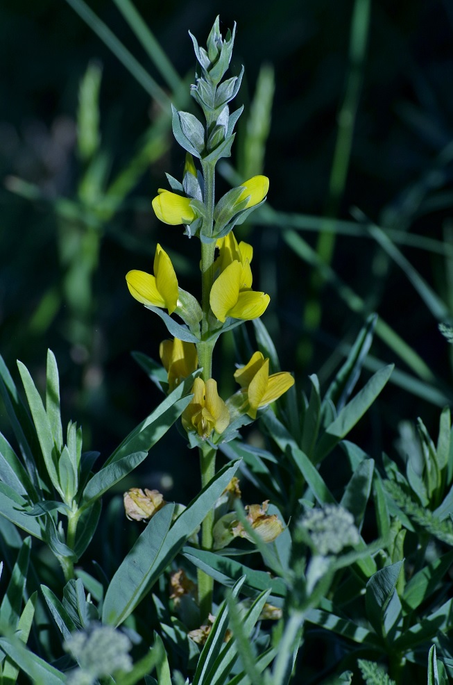 Image of Thermopsis turkestanica specimen.
