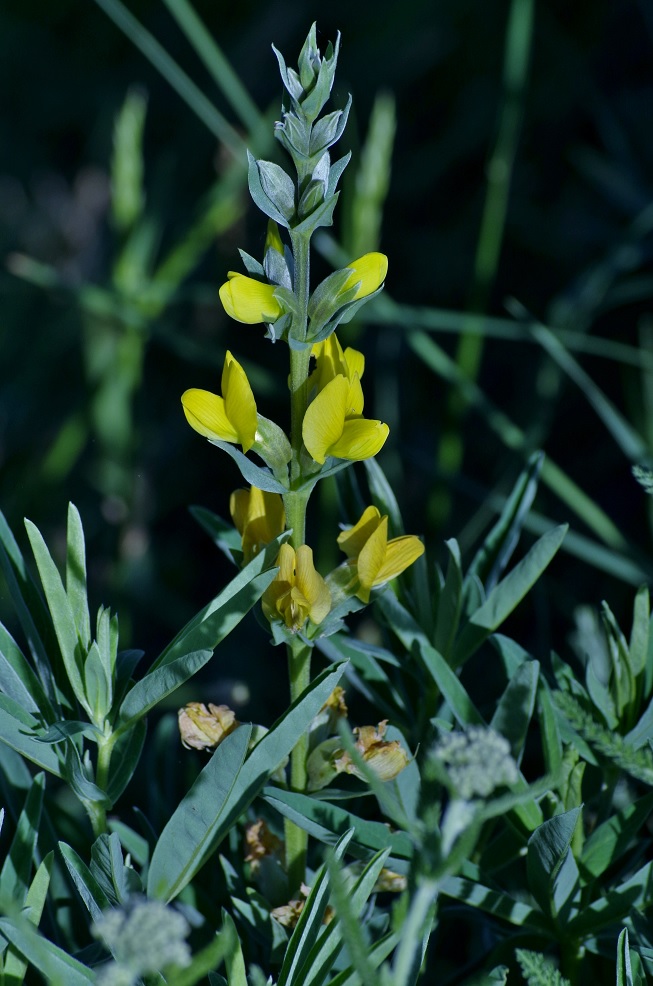 Изображение особи Thermopsis turkestanica.