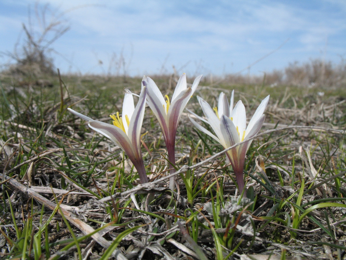 Image of Colchicum kesselringii specimen.