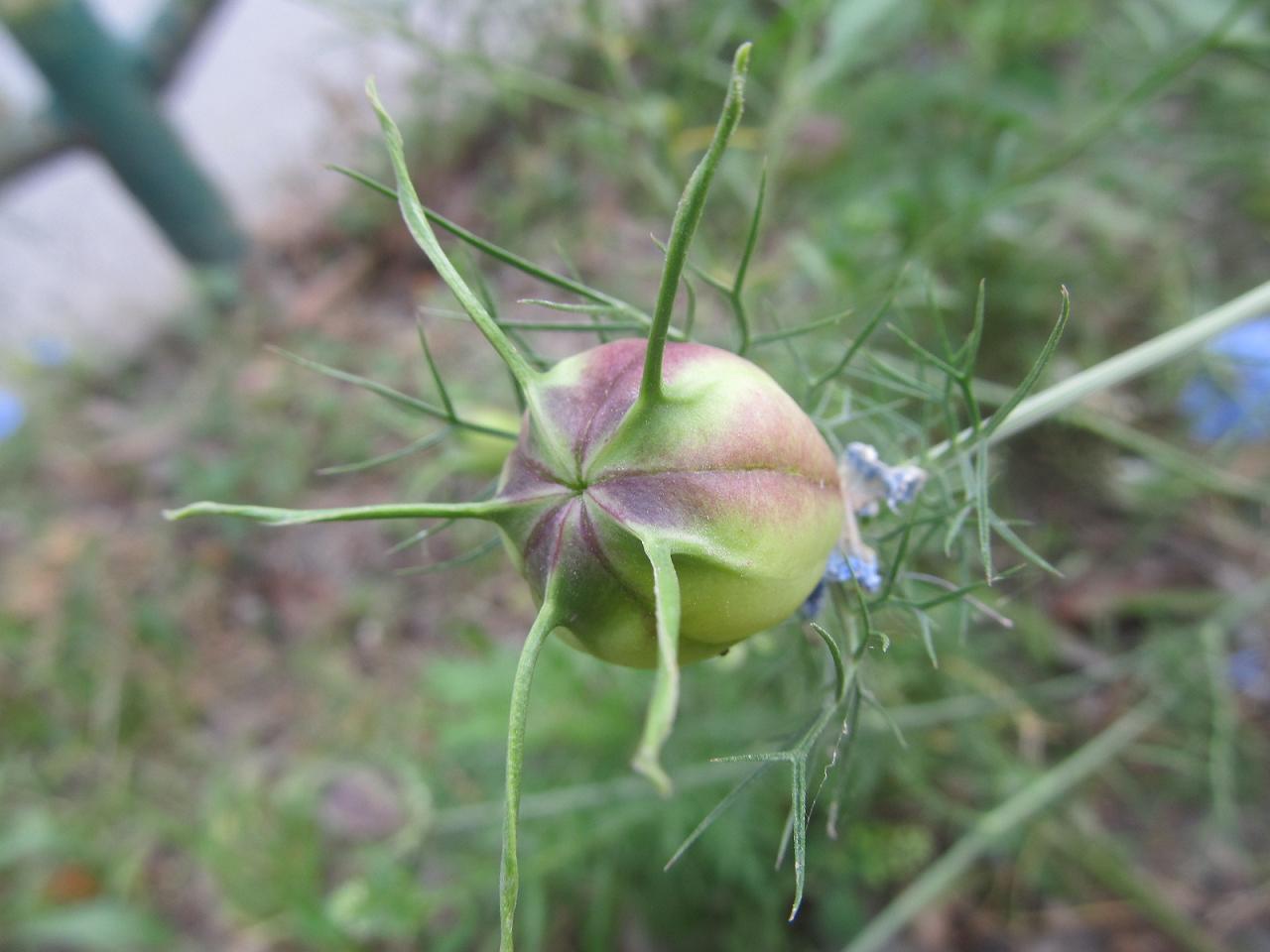 Изображение особи Nigella damascena.