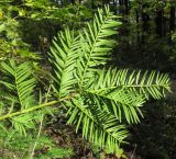 Taxus baccata. Верхушка ветви (вид с нижней стороны). Краснодарский край, м/о г. Новороссийск, хр. Маркотх, северный макросклон, тенистый дубово-грабовый лес. 04.10.2014.