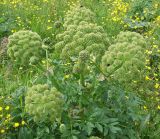 Archangelica officinalis