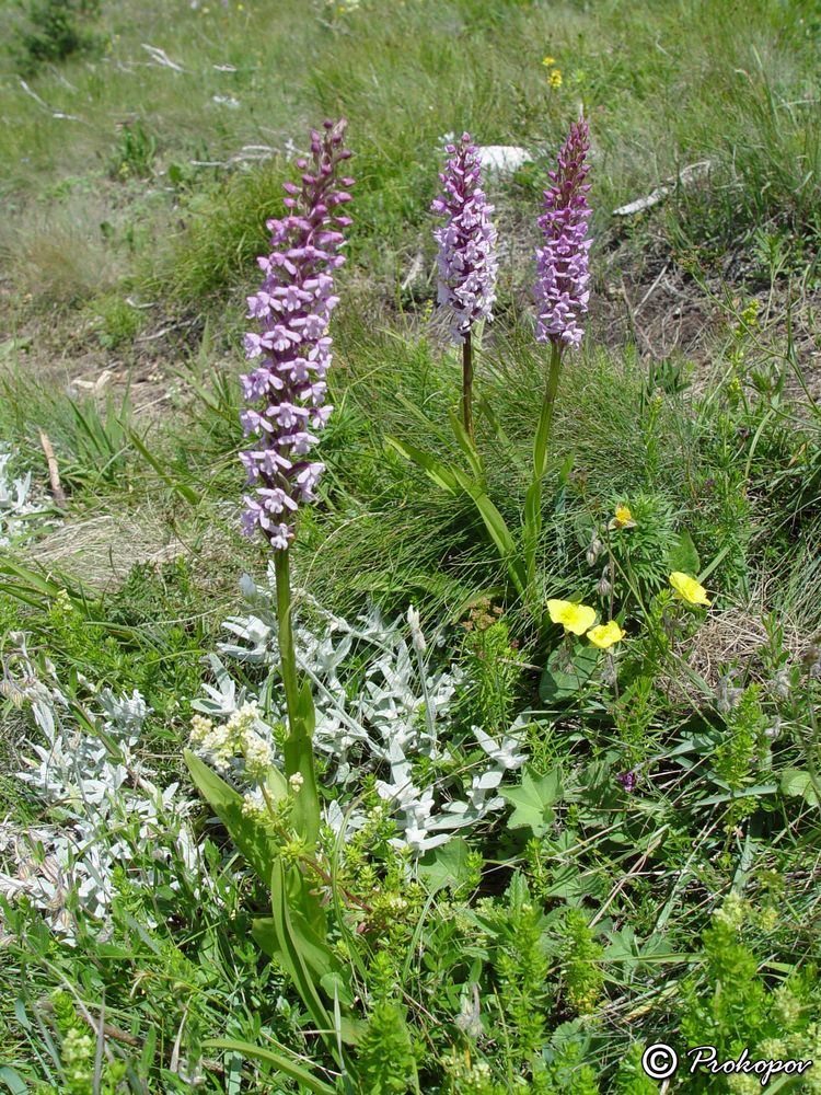 Image of Gymnadenia conopsea specimen.