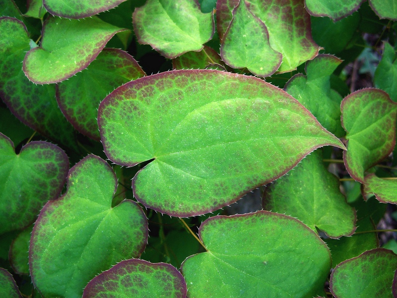 Изображение особи Epimedium koreanum.