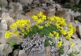 Draba bryoides