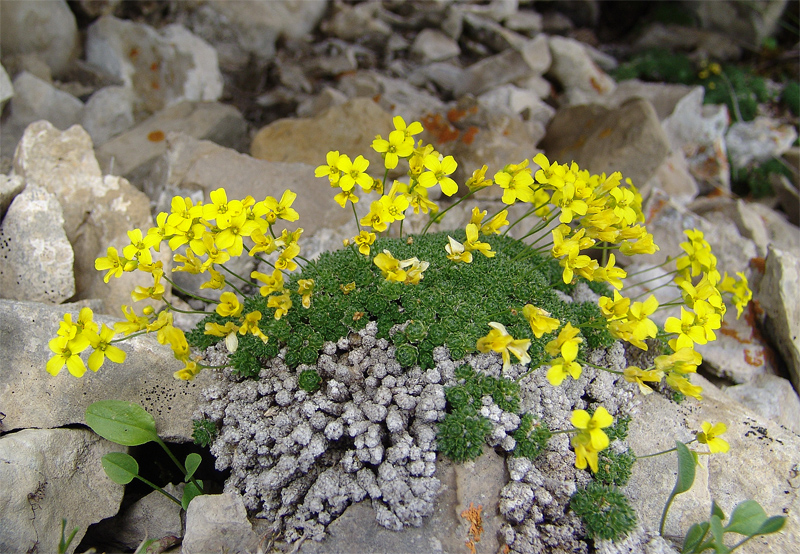 Image of Draba bryoides specimen.