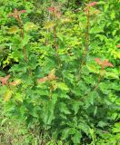 Acer tataricum