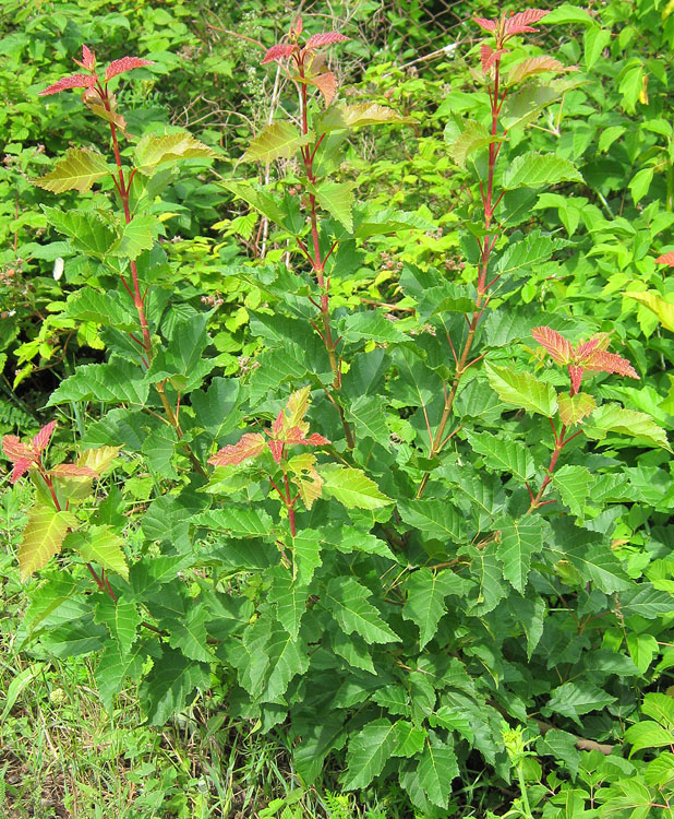 Image of Acer tataricum specimen.