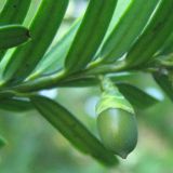 Taxus baccata