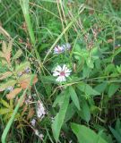 Symphyotrichum novi-belgii