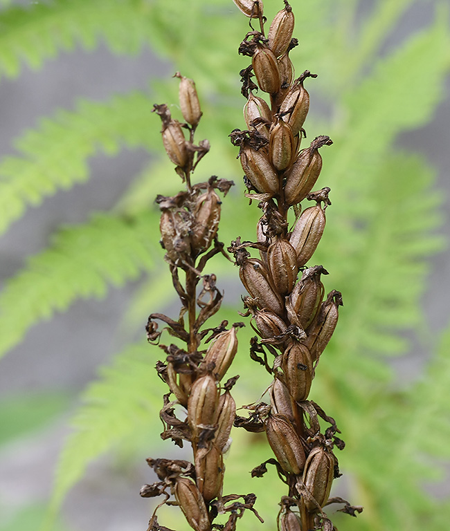 Изображение особи Dactylorhiza fuchsii.