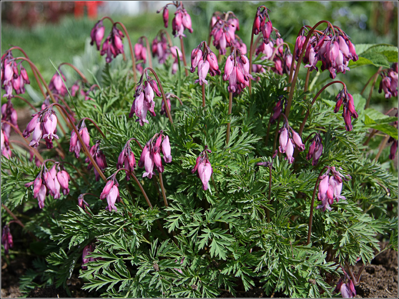 Image of Dicentra formosa specimen.