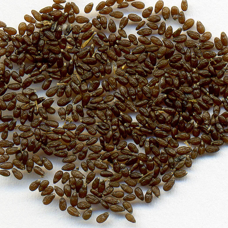 Image of Artemisia campestris specimen.