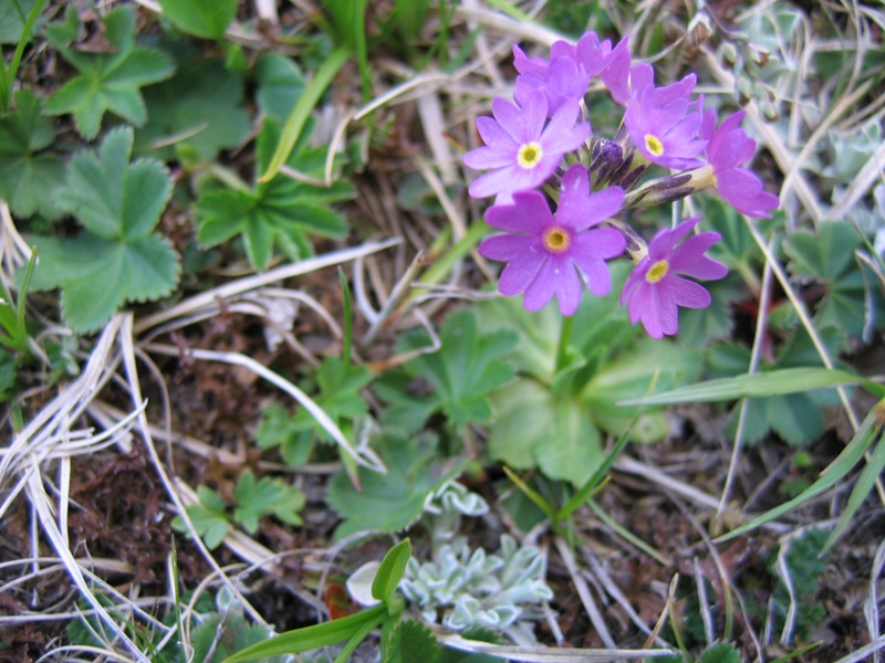 Изображение особи Primula algida.