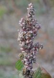 Amaranthus retroflexus