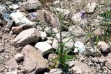 Erysimum cyaneum. Цветущее растение (верхушка стебля обломана). Узбекистан, Ташкентская обл., зап. отроги Чаткальского хр., гора Бол. Чимган, ущ. Аксая. 14.06.2009.