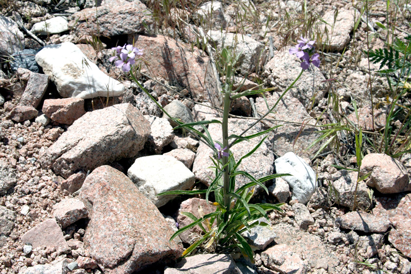 Изображение особи Erysimum cyaneum.