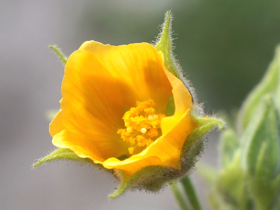 Изображение особи Abutilon theophrasti.