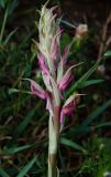 Anacamptis sancta