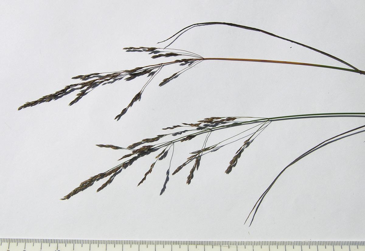 Image of Colpodium versicolor specimen.