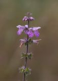 Stachys palustris