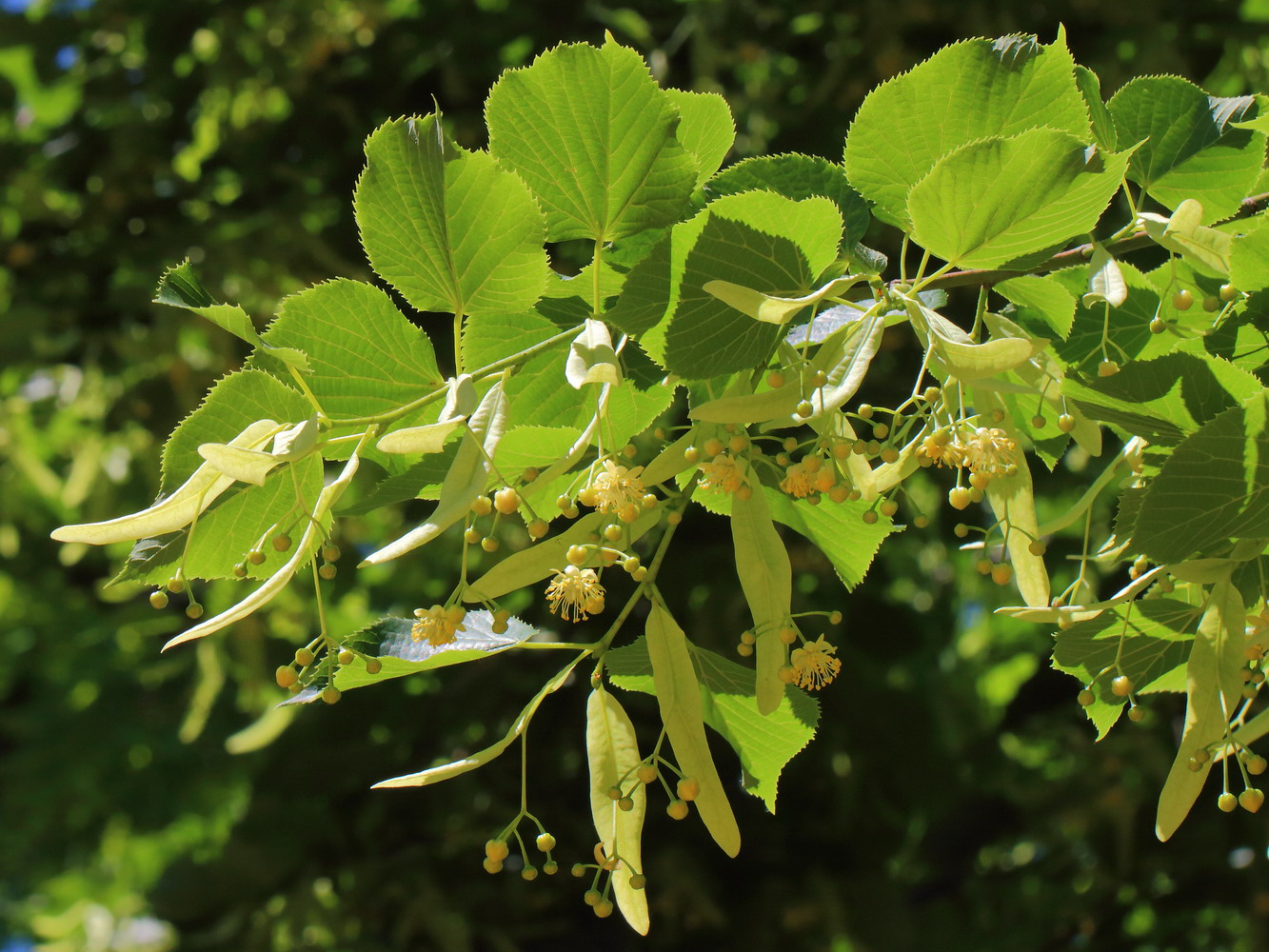 Image of Tilia americana specimen.