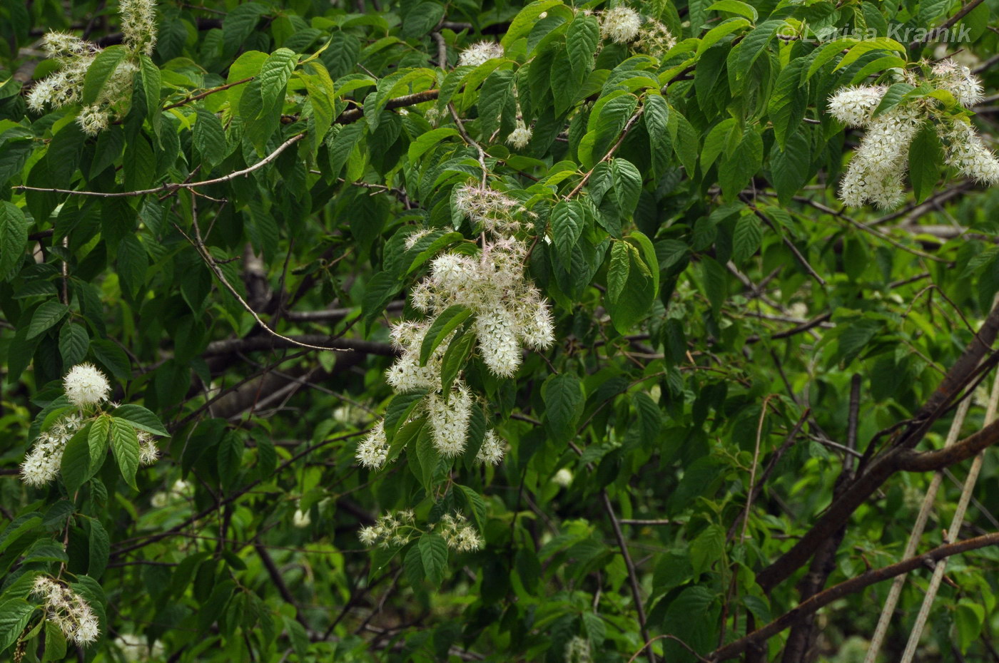 Image of Padus maackii specimen.