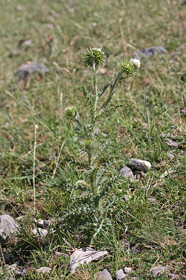 Изображение особи Carduus coloratus.