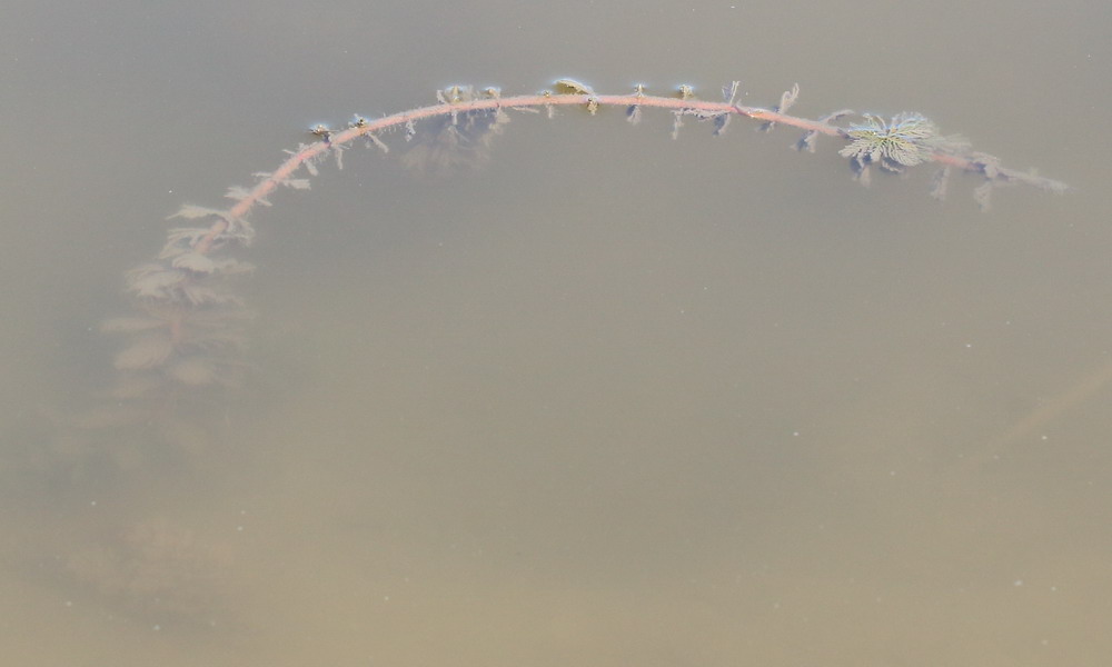 Image of Myriophyllum spicatum specimen.