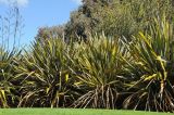 Phormium tenax