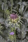 Silybum marianum