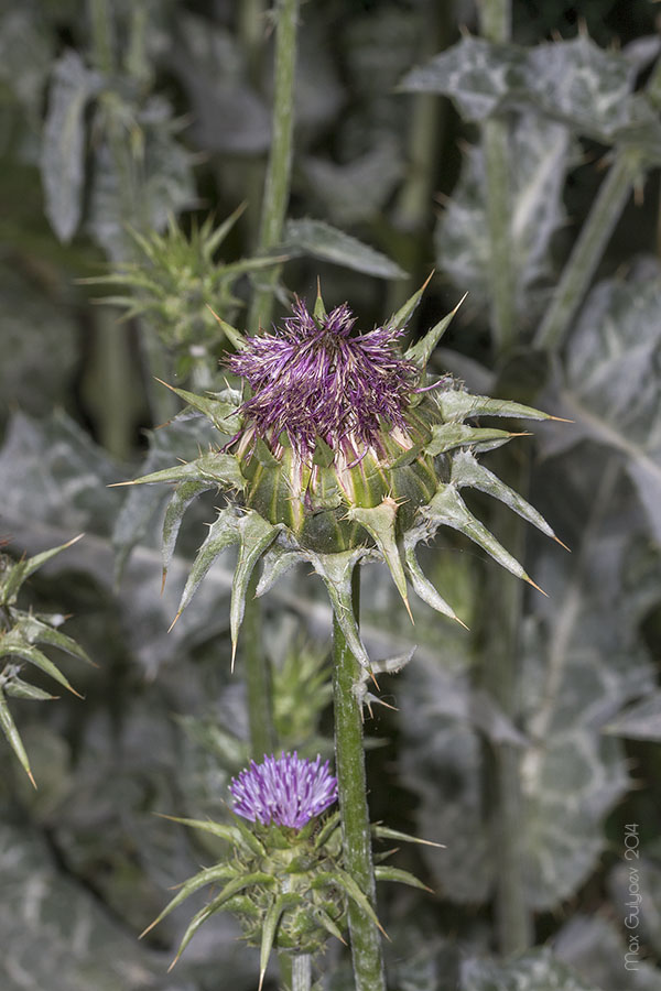 Изображение особи Silybum marianum.