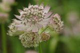 Astrantia major. Верхушка общего соцветия. Ленинградская обл., Всеволожский р-н, окр. пос. Куйвози, садоводство, в культуре. 14.07.2015.
