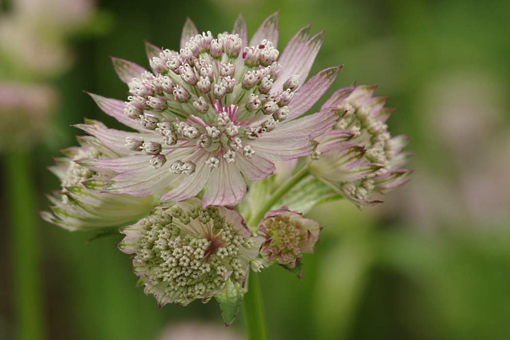Image of Astrantia major specimen.