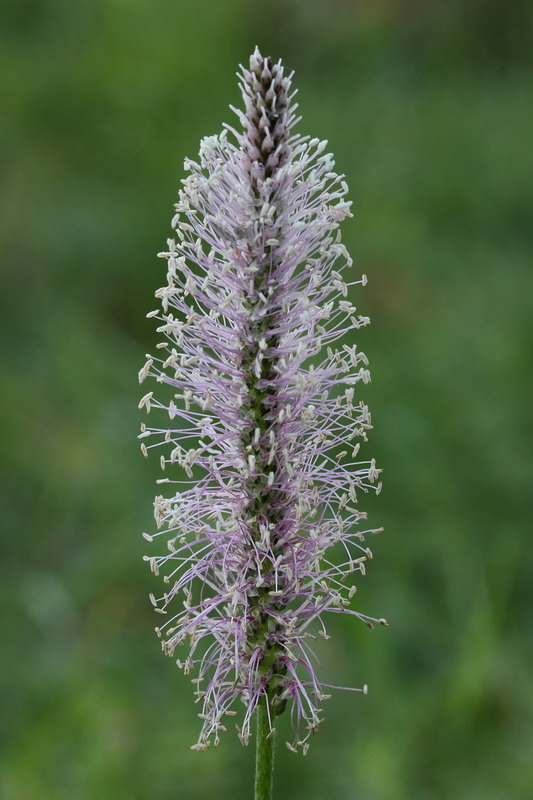 Image of Plantago media specimen.